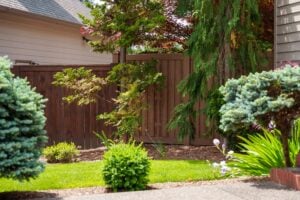 A landscaped garden featuring small evergreen bushes, a Japanese maple tree, and a dark brown wooden fence.