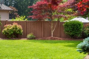 A backyard lawn in front of a tall, brown privacy fence, with a red-leaved Japanese maple tree and several shrubs planted along the base.