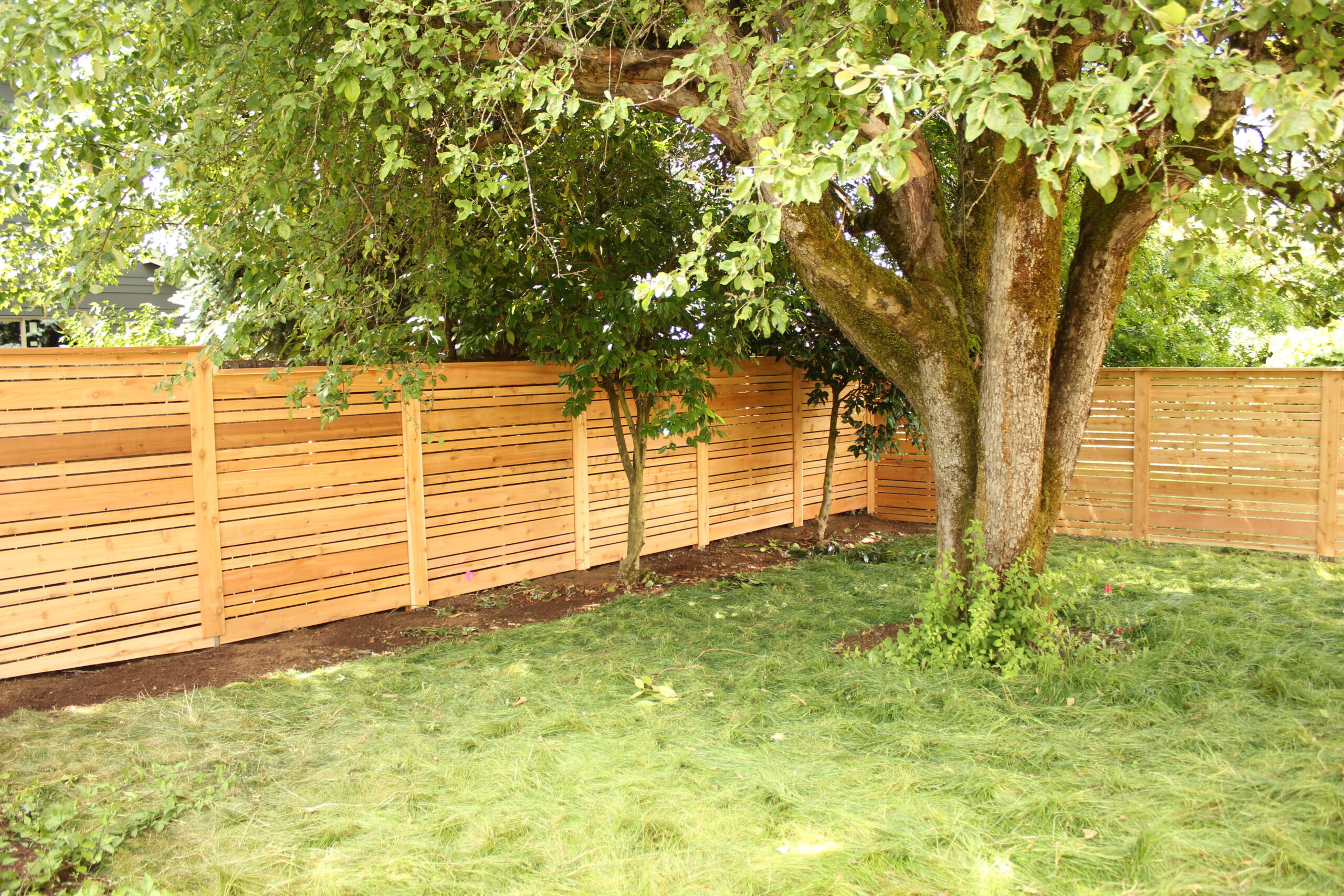 Cedar fence