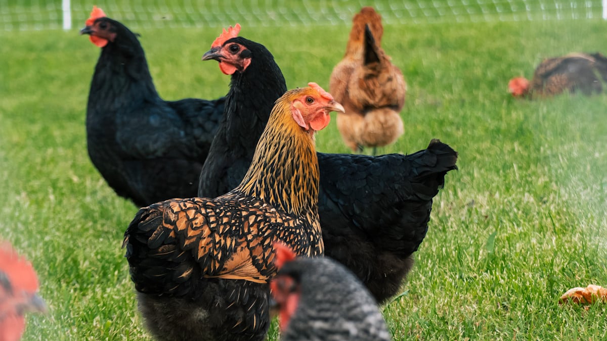 A group of chickens, including black and brown ones, stand on green grass in an outdoor area with a mesh fence in the background.