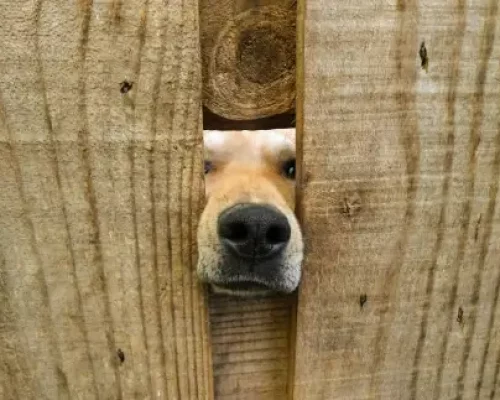 dogfence